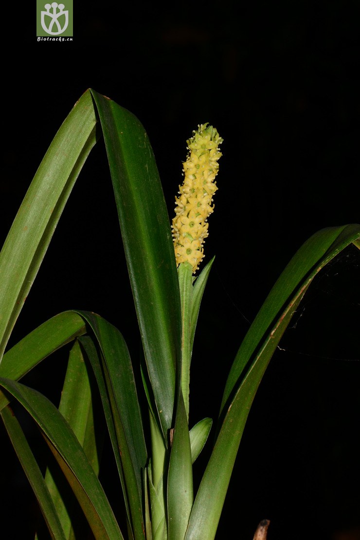tupistra longipedunculata长梗开口箭【可以处理】2014-04-24xx-yn