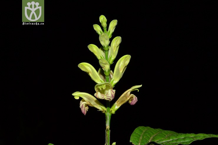 mananthes patentiflora野靛棵【g】2014-02-24xx-yn (2).