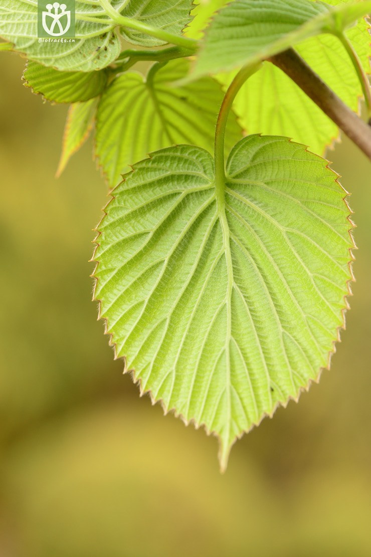 involucrata珙桐【zg】2014-03-27xx-yn (7 相邻时间拍摄的照片