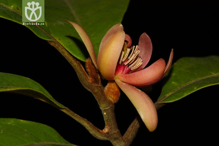 tsoongiodendron odorum观光木【g】2014-03-07xx-yn (7).