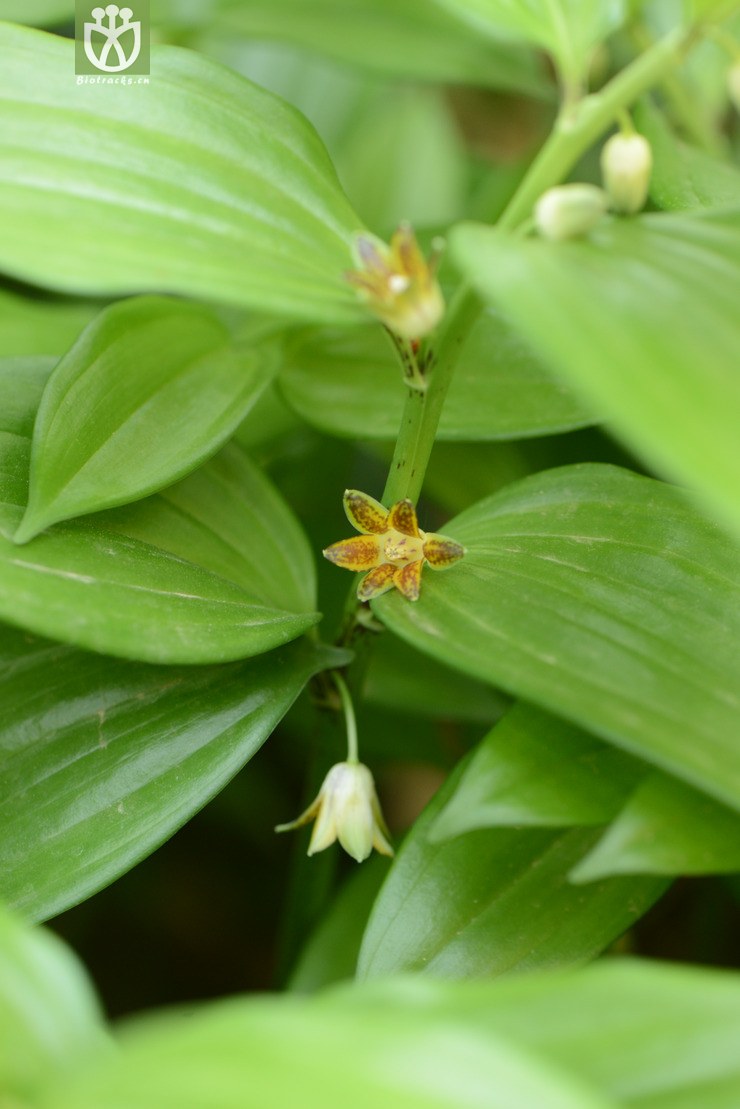 disporopsis aspera散斑竹根七【g】 (15).