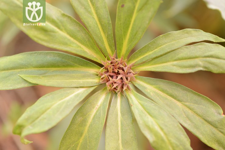 stenophylla狭叶落地梅【可以处理】2014-04-1 相邻时间拍摄的照片