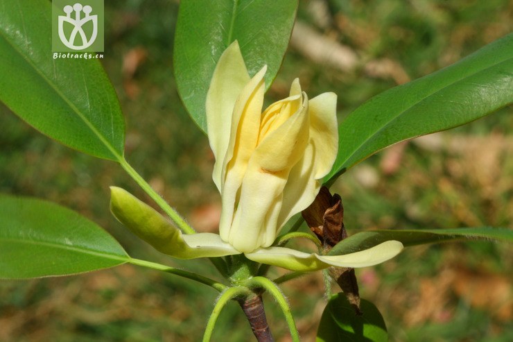 manglietia decidua落叶木莲【focyzzw】【g或加z】2014-03-08xx-yn