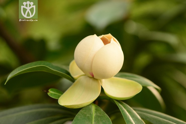 manglietia yuyuanensis乳源木莲【g】2014-04-25xx-yn (21).