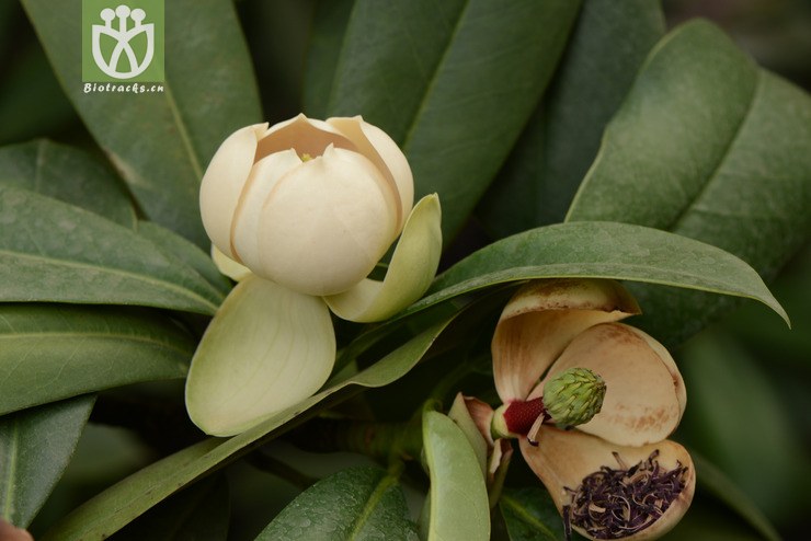 manglietia yuyuanensis乳源木莲【g】2014-04-25xx-yn (31).