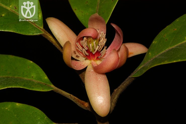 tsoongiodendron odorum观光木【g】2014-03-07xx-yn (20).