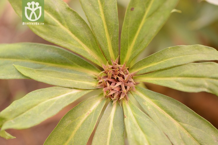 stenophylla狭叶落地梅【可以处理】2014-04-1 相邻时间拍摄的照片