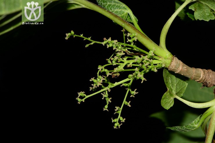 图片信息-kingdonia-植物云数据