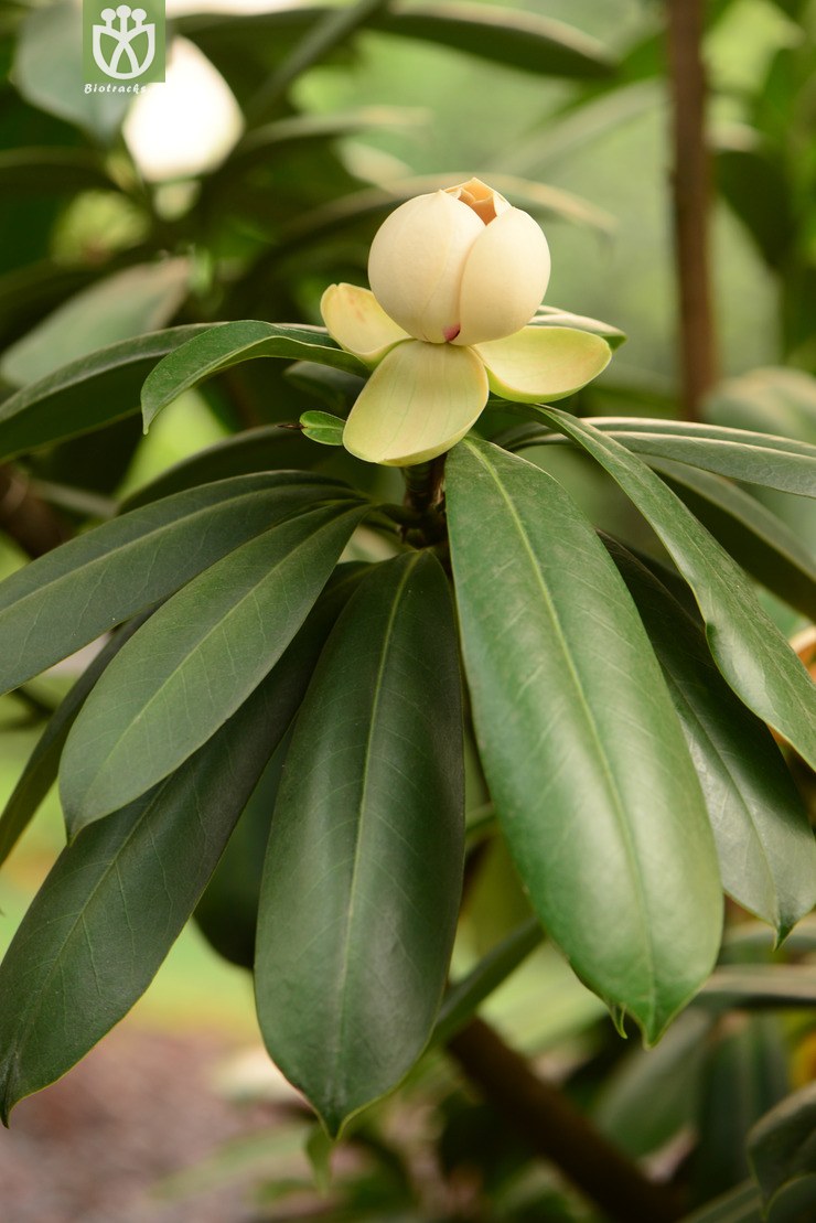 manglietia yuyuanensis乳源木莲【g】2014-04-25xx-yn(12.