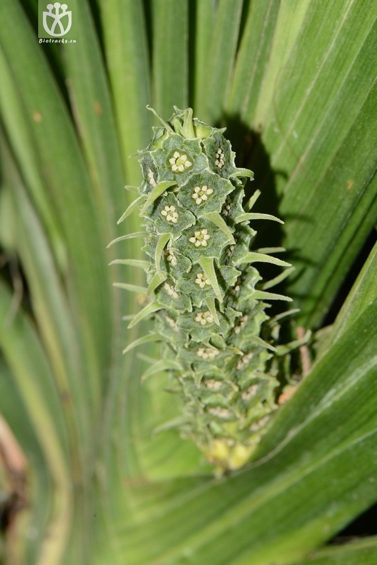 campylandra ensifolia剑叶开口箭【foc】【g】2014-04-19xx-yn (0).