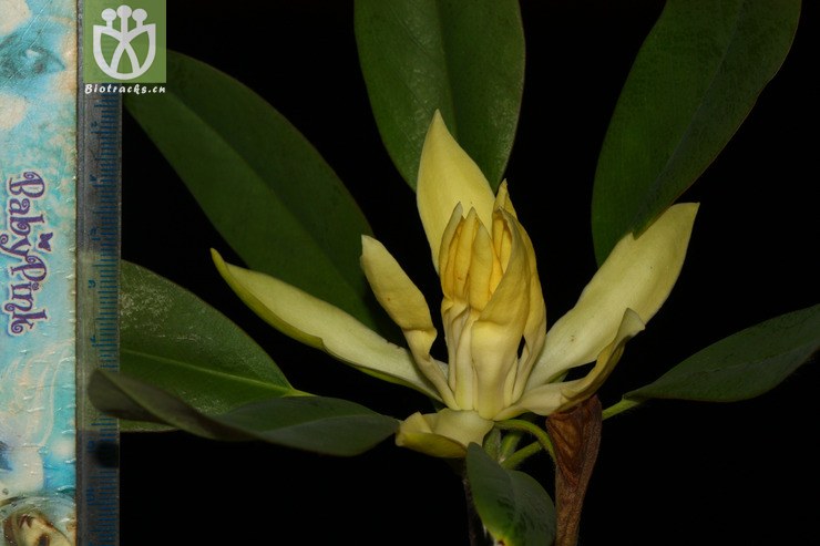 100% manglietia decidua落叶木莲【focyzzw】【g或加z】2014-03-07xx