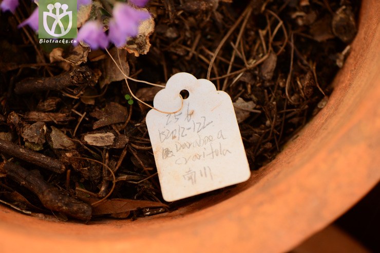 paraboea crassifolia厚叶蛛毛苣苔【g】2014-05-01xx-yn (21).jpg