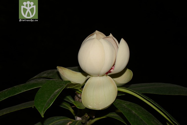 manglietia yuyuanensis乳源木莲【g】2014-04-25xx-yn(56.