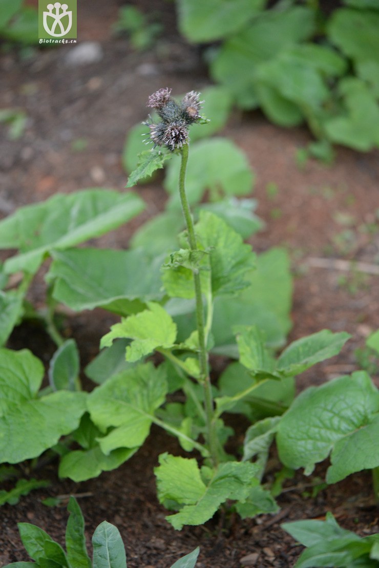 saussurea costus云木香【g】2014-05-08xx-yn (1).