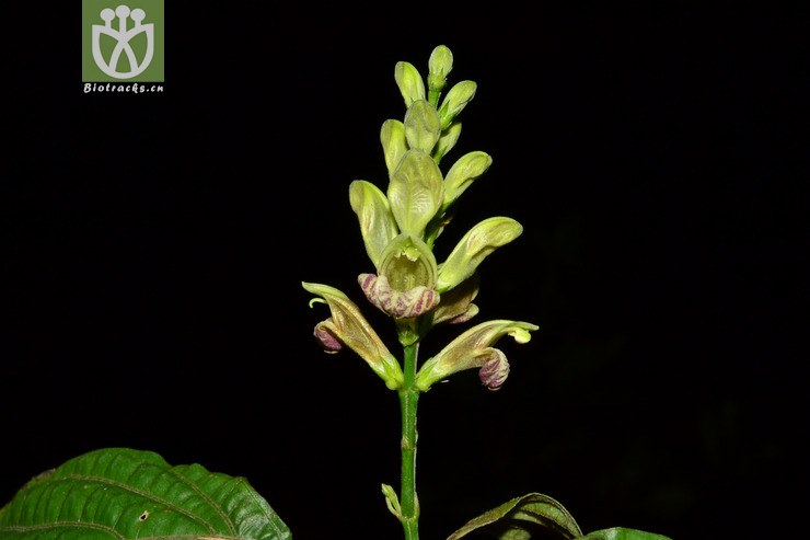 mananthes patentiflora野靛棵【g】2014-02-24xx-yn (1).