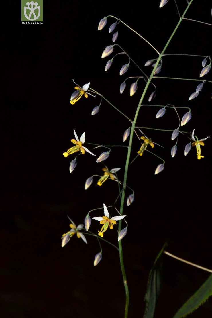 sagittatum三枝九叶草【可以处理】2014-02-24xx- 相邻时间拍摄的