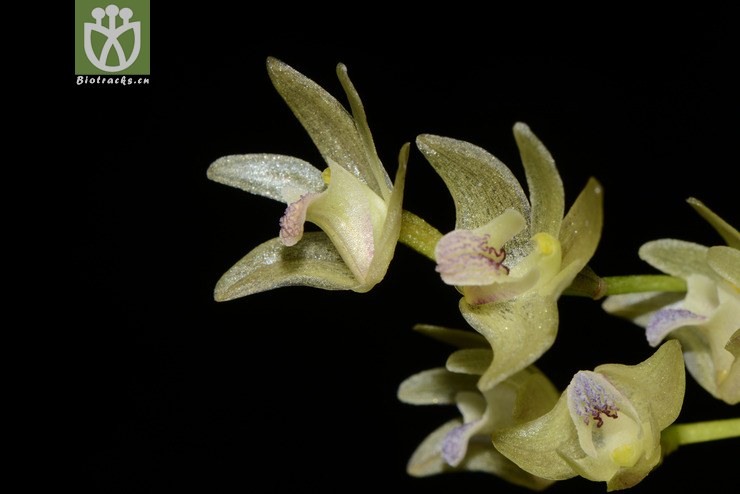 eria clausa匍茎毛兰【g】2014-02-17xx-yn (2).jpg