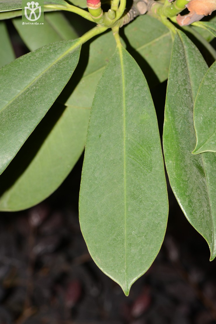 manglietia yuyuanensis乳源木莲【g】2014-04-25xx-yn (38).