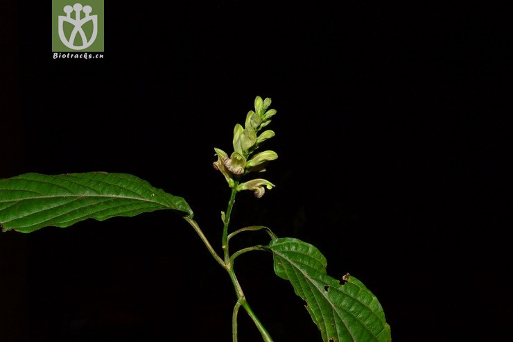 mananthes patentiflora野靛棵【g】2014-02-24xx-yn (4).