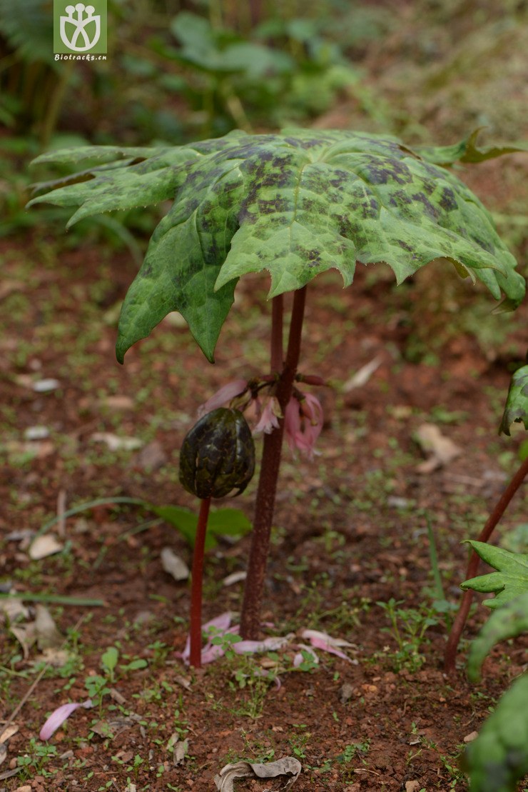 dysosma veitchii川八角莲【g】2014-05-08xx-yn (30).