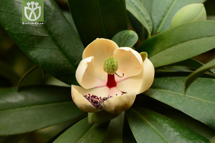 manglietia yuyuanensis乳源木莲【g】2014-04-25xx-yn(24.