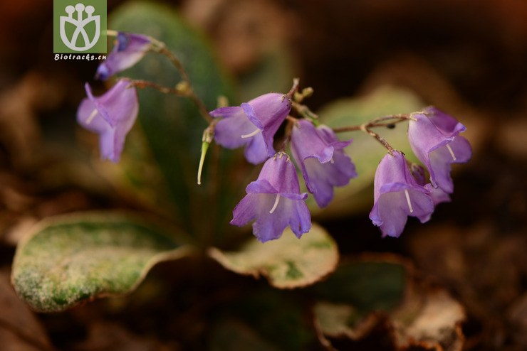 100% paraboea crassifolia厚叶蛛毛苣苔【g】2014-05-01xx-yn (6).