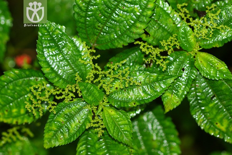 pilea martinii大叶冷水花【g】2012-08-24xx-xz (12).