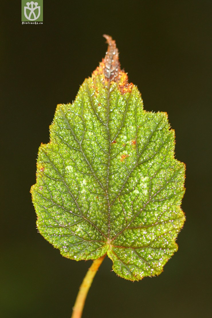 asperifolia糙叶秋海棠【可以处理或加g】2012-08-24 相邻时间拍摄的