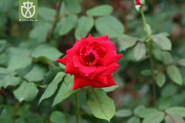 rosa chinensis var. chinensis月季花2009-05-14xx-zj (3).