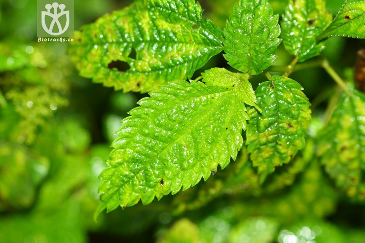 pilea martinii大叶冷水花【g】2012-08-24xx-xz (7).