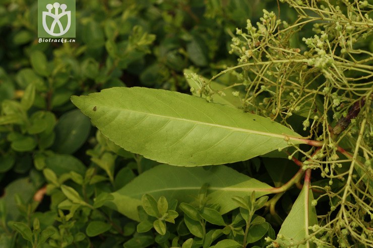 elaeocarpus glabripetalus秃瓣杜英【g】2009-07-03xx-zj (6).