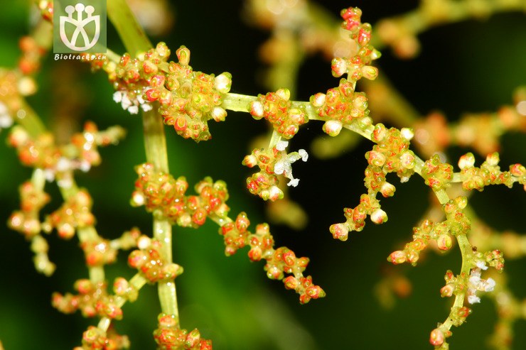 pilea martinii大叶冷水花【g】2012-08-24xx-xz (18).