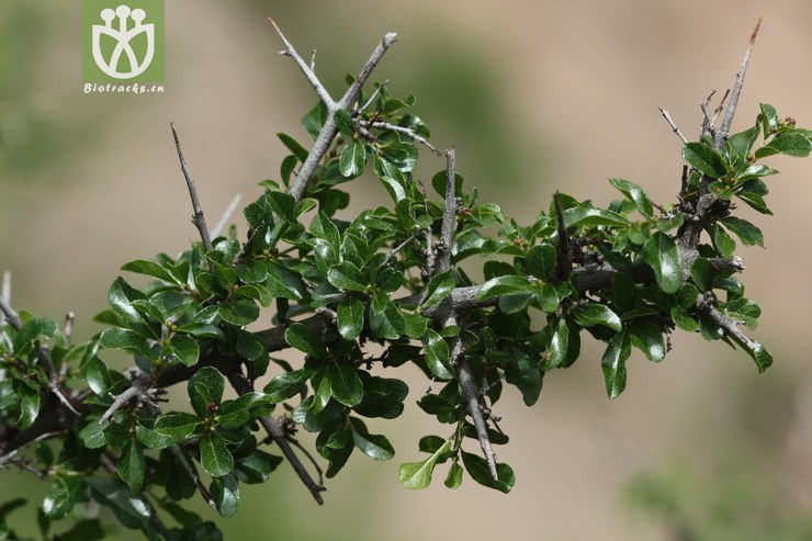 图片信息-kingdonia-植物云数据