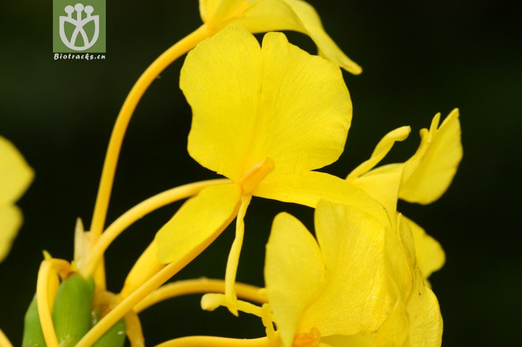 hedychium flavum黃姜花【可以處理】2012-08-19xx-xz (15).