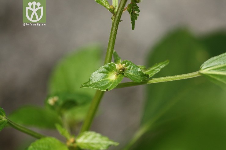 acalypha australis铁苋菜2009-07-03xx-zj (7).