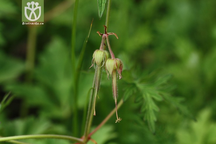 geranium pratense var. pratense草地老鸛草2009-07-24xx-xz (10).