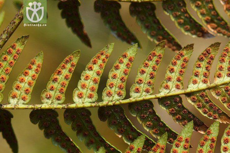 dryopteris sparsa稀羽鳞毛蕨【可以处理】2013-02-16xx-zj (25).