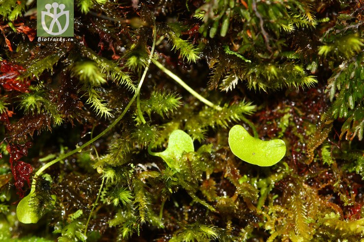 utricularia striatula圆叶挖耳草【可以处理】2012-08-25xx-xz (24).