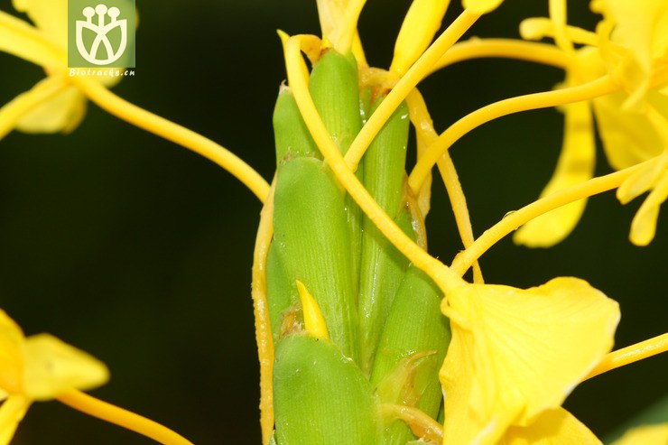 hedychium flavum黃姜花【可以處理】2012-08-19xx-xz (17).