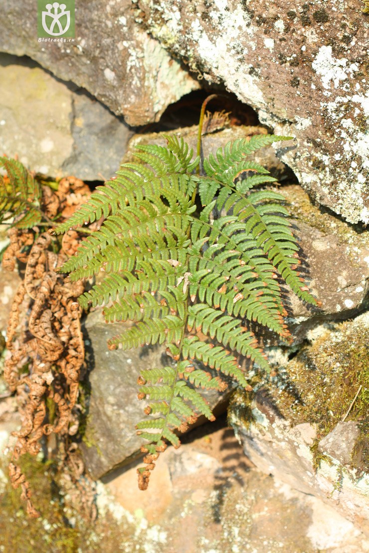dryopteris sparsa稀羽鳞毛蕨【可以处理】2013-02-16xx-zj (6).