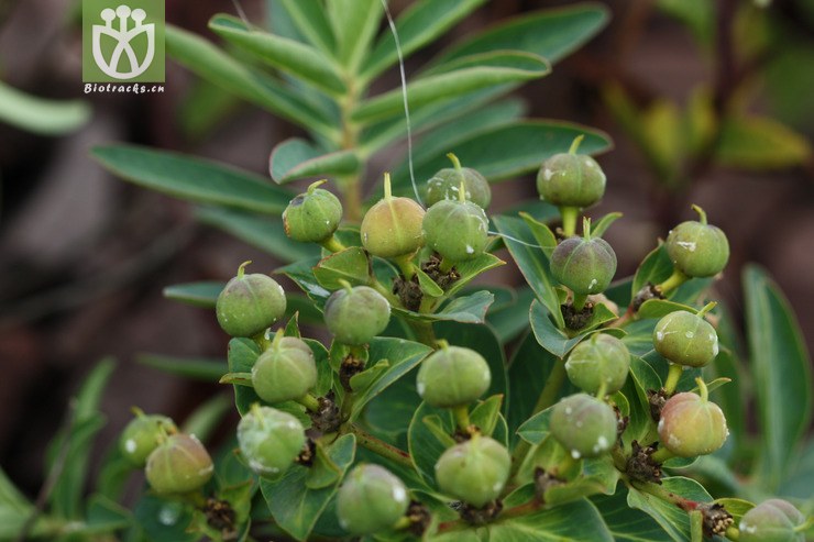 100% euphorbia wallichii大果大戟2009-07-27xx-xz (5).