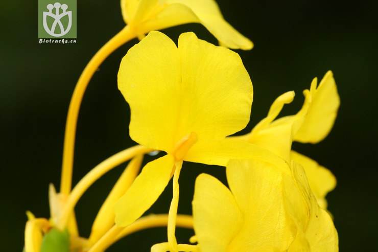 hedychium flavum黃姜花【可以處理】2012-08-19xx-xz (16).