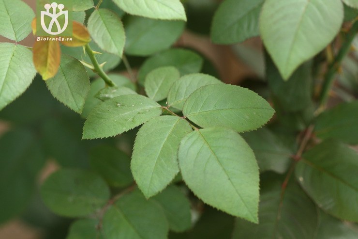 rosa chinensis var. chinensis月季花2009-05-14xx-zj (1).