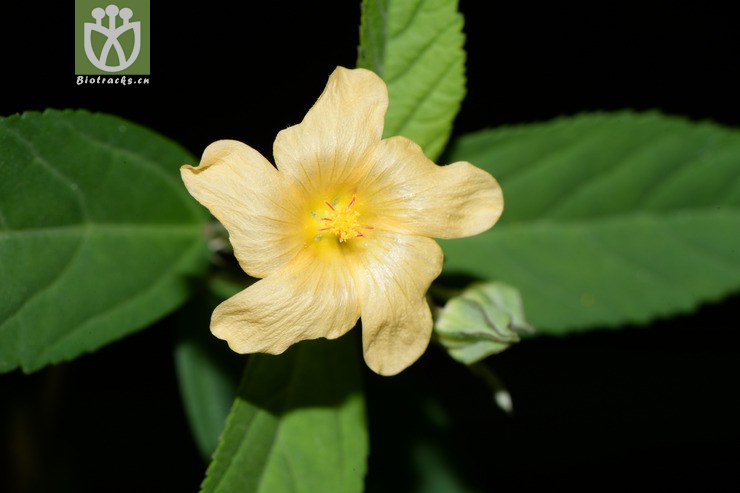 sida rhombifolia白背黄花稔【可以处理】2015-08-22xx-zj (1).