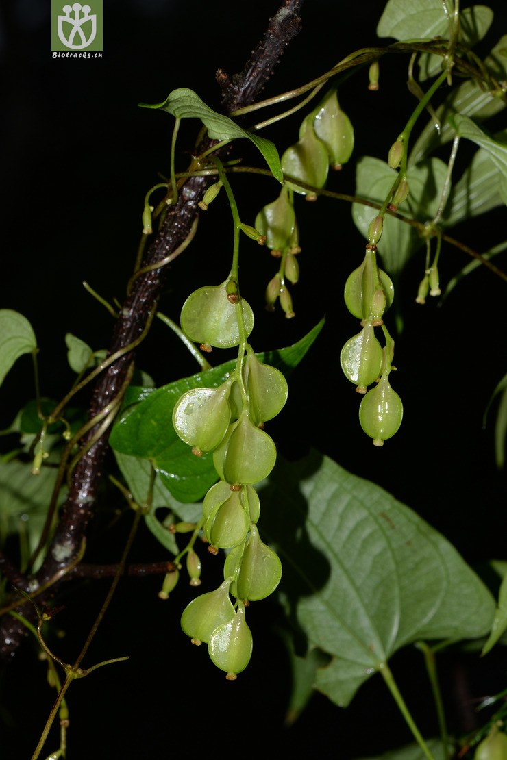 japonica日本薯蓣【♀】2015-07-24xx-zj (2).