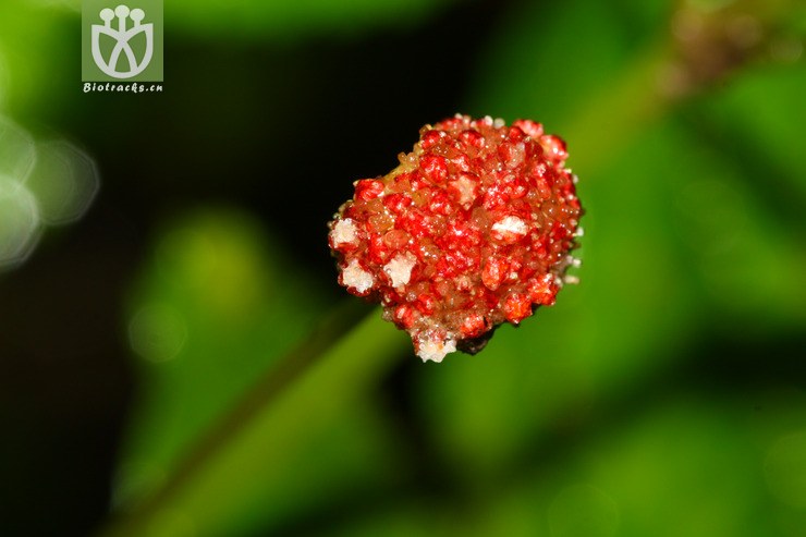 pilea martinii大叶冷水花【g】2012-08-24xx-xz (21).