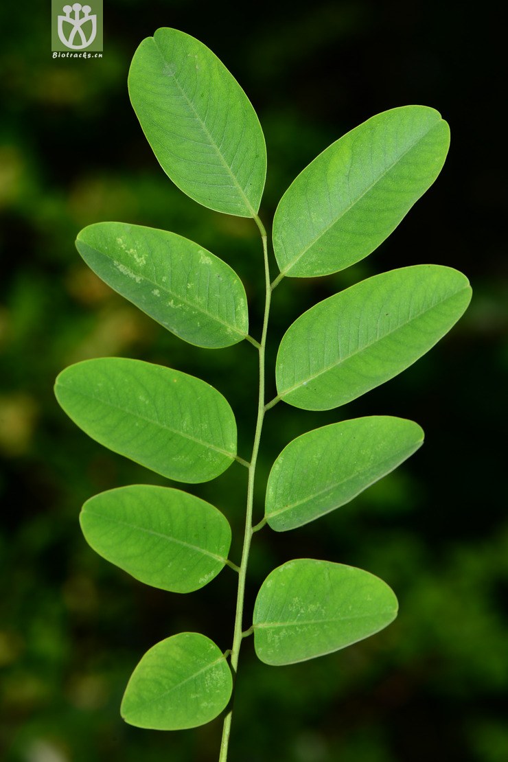 dalbergia hupeana黄檀【可以处理】2015-06-20xx-zj (30).