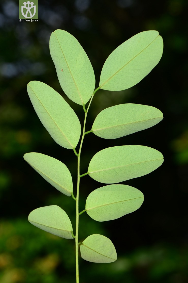 dalbergia hupeana黄檀【可以处理】2015-06-20xx-zj (32).