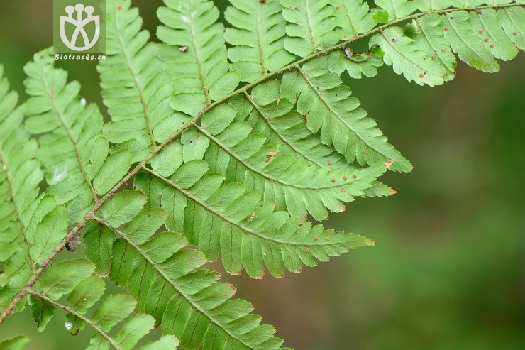 dryopteris fuscipes黑足鳞毛蕨【可以处理】2014