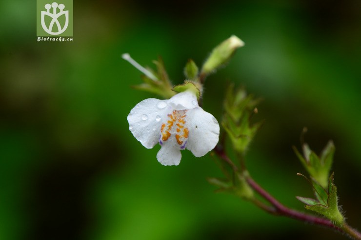 mazus stachydifolius弹刀子菜【g】2015-05-10xx-zj (7).